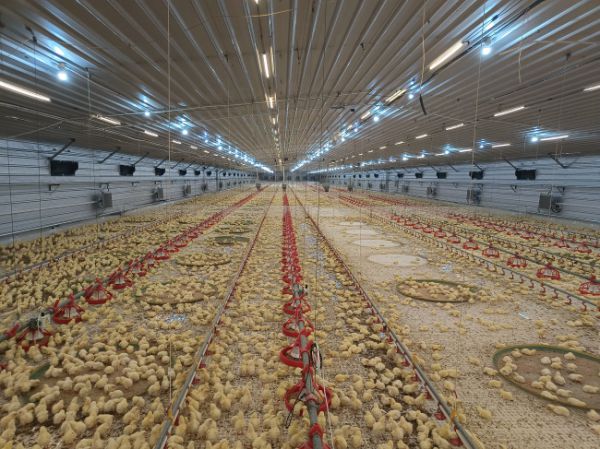 福利多層平養